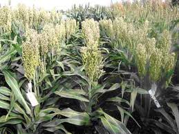 sorgo espigando
